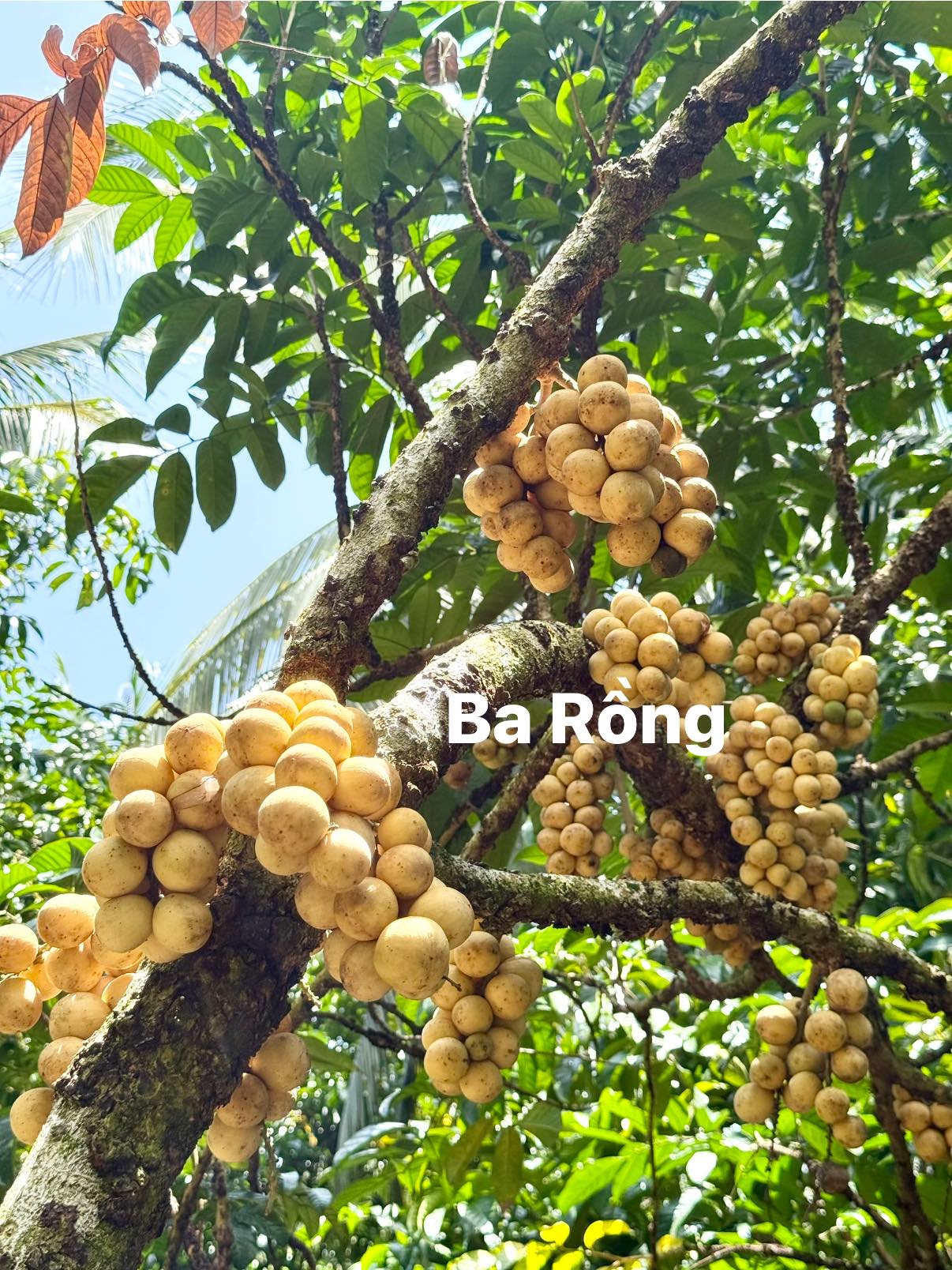 Ảnh 1